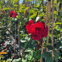 Kletterrose Santana im C5