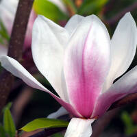 Tulpen-Magnolie 175-200cm im Co