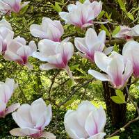 Tulpen-Magnolie 175-200cm im Co