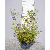 Wechselblättriger Sommerflieder 40-60cm