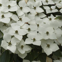 Blumen-Hartriegel Venus auf Stamm