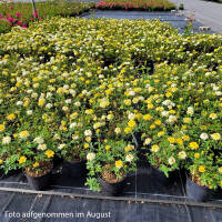 Bodendeckerrose Golden Sun