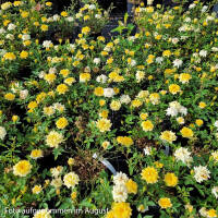 Bodendeckerrose Golden Sun