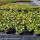 Bodendeckerrose Golden Sun