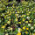 Bodendeckerrose Golden Sun