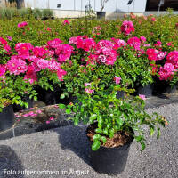 Bodendeckerrose Noatraum