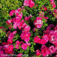 Bodendeckerrose Noatraum