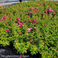 Bodendeckerrose Noatraum