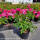 Bodendeckerrose Noatraum