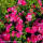 Bodendeckerrose Noatraum