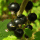BIO Johannisbeere schwarz Titania 20-40cm | 1,5 Liter