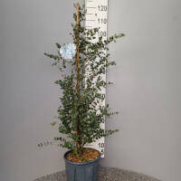 Eukalyptus Azura 80-100cm ( bis -20 °C winterhart )