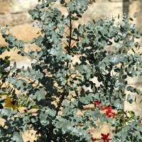 Eukalyptus Azura 150-175cm ( bis -20 °C winterhart ) C65