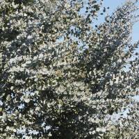 Eukalyptus Azura 150-175cm ( bis -20 °C winterhart ) C65