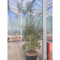 Eukalyptus Azura 150-175cm ( bis -20 °C winterhart ) C65