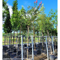 Kreppmyrte- Lagerstroemia indica Rosea Hochstamm