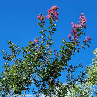 Kreppmyrte- Lagerstroemia indica Rosea Hochstamm