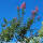 Kreppmyrte- Lagerstroemia indica Rosea Hochstamm