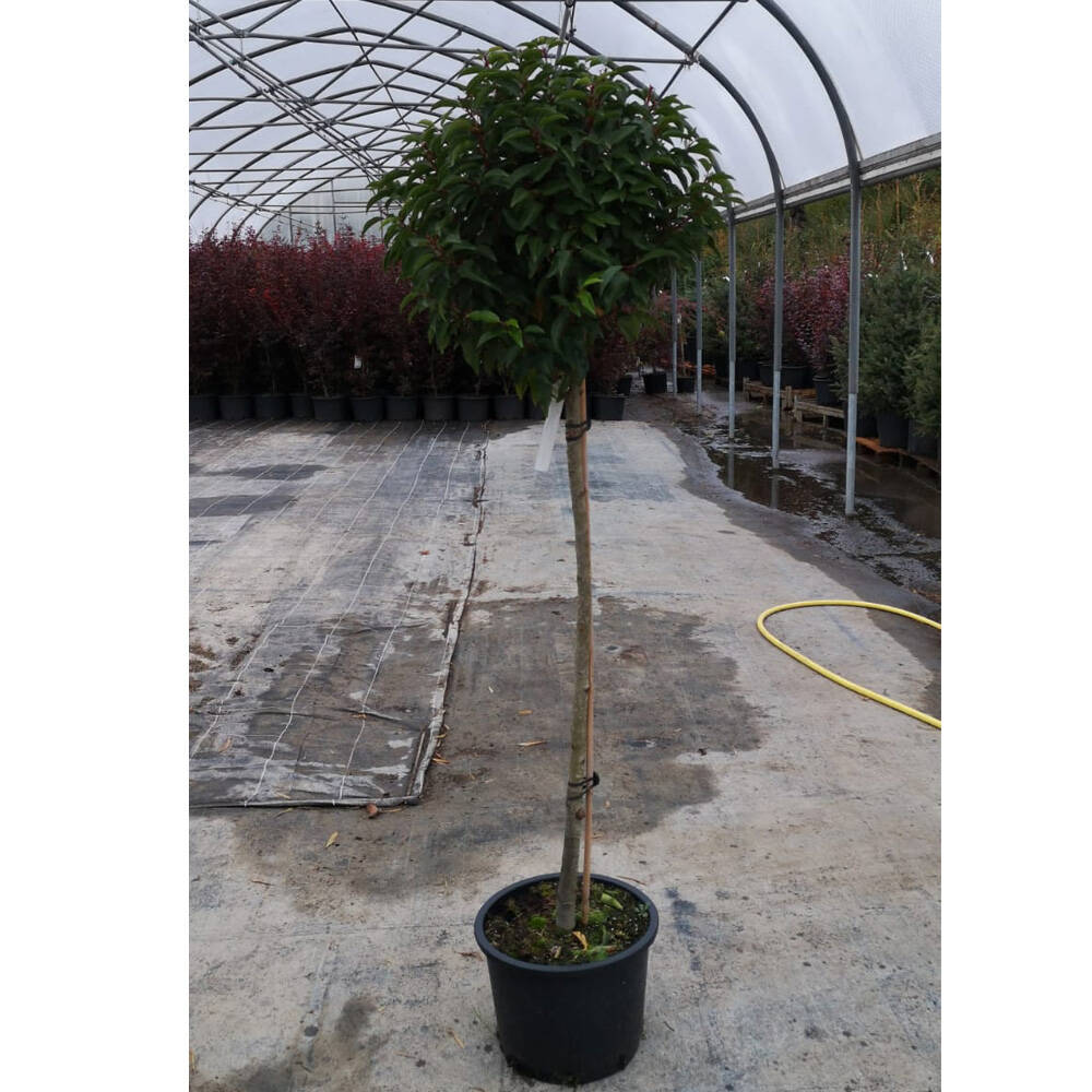 Portugiesischer Lorbeer 'Angustifolia' Bumchen | Kugel  40cm, Stamm,  124,93