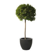 Portugiesischer Lorbeer 'Angustifolia' Bumchen | Kugel  40cm, Stamm,  124,93