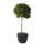 Portugiesischer Lorbeer Angustifolia Bäumchen | Kugel Ø 40cm, Stamm 80cm