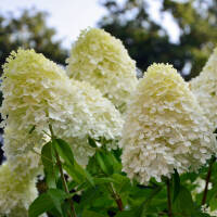 Rispen-Hortensie Limelight 60-70cm