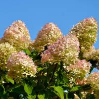 Rispen-Hortensie Limelight 60-70cm