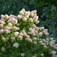 Rispen-Hortensie Limelight 60-70cm