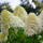 Rispen-Hortensie Limelight 60-70cm