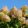 Rispen-Hortensie Limelight 60-70cm