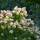 Rispen-Hortensie Limelight 60-70cm