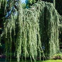Hängende Blauzeder Glauca Pendula 200-225cm im C50