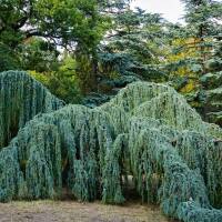 Hängende Blauzeder Glauca Pendula 200-225cm im C50