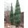 Blauer Raketenwacholder Blue Arrow 175-200cm am Ballen