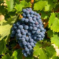 Weinrebe blau Early Campel 60-80cm