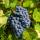 Weinrebe blau Early Campel 60-80cm
