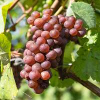 Weinrebe rosa kernlos Reliance 60-80cm