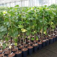 Weinrebe rosa kernlos Reliance 60-80cm