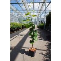 Weinrebe rosa kernlos Reliance 60-80cm