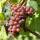Weinrebe rosa kernlos Reliance 60-80cm