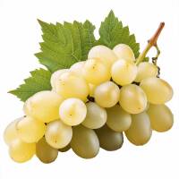 Weinrebe weiß Perle von Czaba 60-80cm