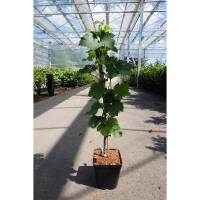 Weinrebe weiß Perle von Czaba 60-80cm