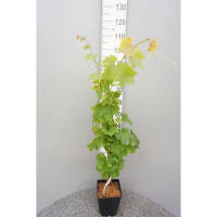 Weinrebe weiß Perle von Zala 60-80cm