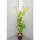 Weinrebe weiß Perle von Zala 60-80cm