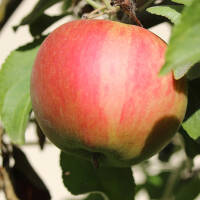 Apfel Elstar Spalier 150cm im C7,5