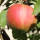 Apfel Elstar Spalier 150cm im C7,5