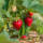 Erdbeere ,Mara des Bois Jungpflanze im 9cm Topf