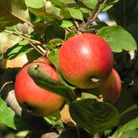 Apfel Bohnapfel Busch im C7,5