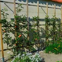 Apfel Gloster Spalier 150cm+ im C7,5