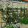 Apfel Gloster Spalier 150cm+ im C7,5